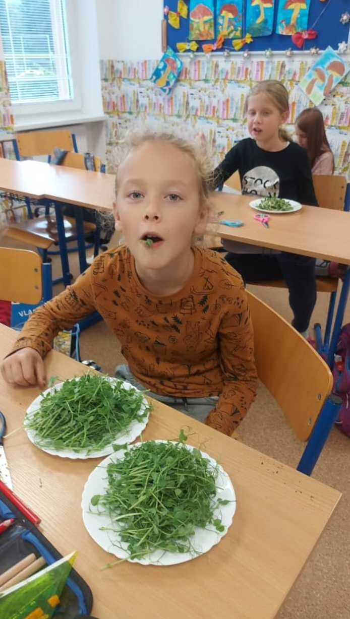 Žiaci pri pestovaní mikrozeleniny